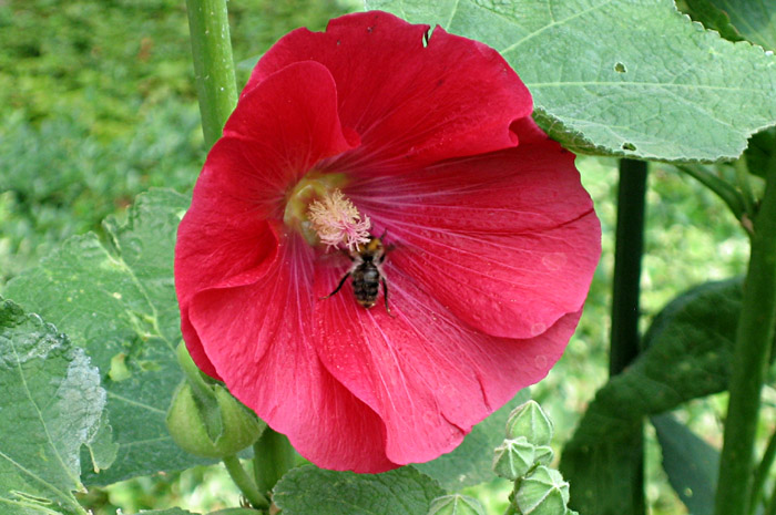 Blume im Garten meiner Eltern